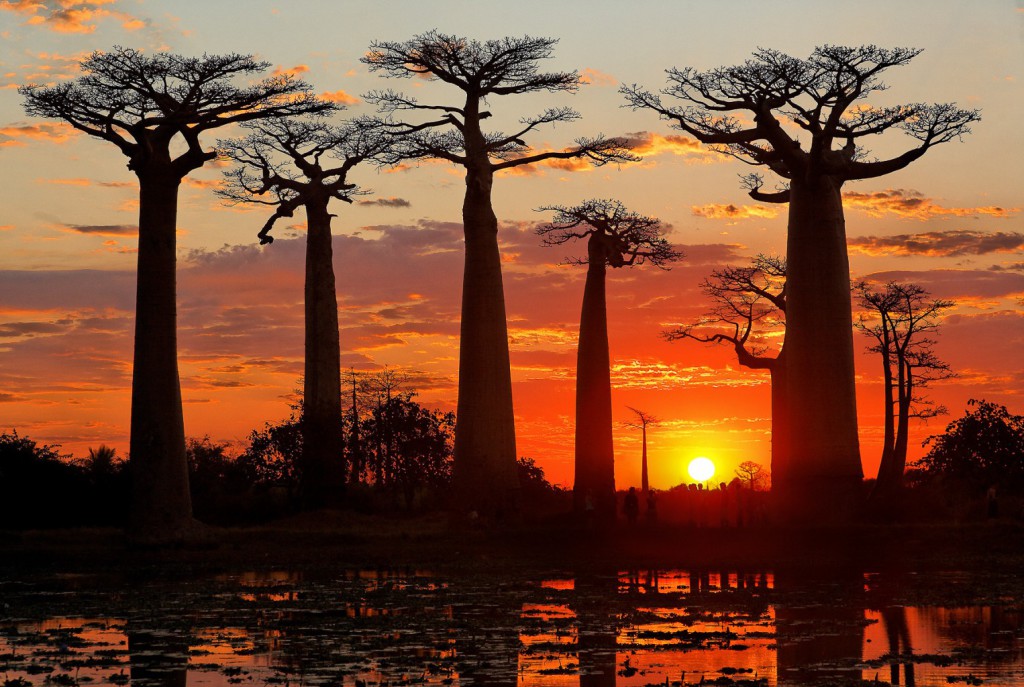 baobab de madagascar, tourisme, voyage à madagascar, vacances, hotel, parc, restaurant