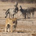 Faire un safari en Namibie : conseils pour réussir votre voyage